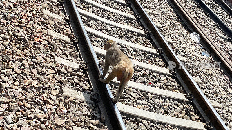 野生恒河猕猴(Macaca mulatta)的特写图片在印度北方邦的铁路和铁路线的砾石上徘徊